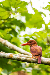 リュウキュウアカショウビン