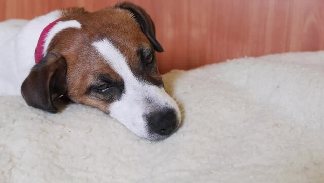 cute jack russell terrier puppy falls asleep on a blanket in a bomb shelter in ukraine