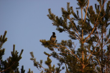 bird on a branch