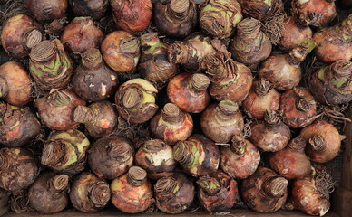 Amaryllis Bulbs at the Amsterdam Flower Market, Netherlands