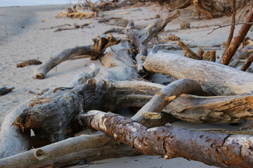 tree on the beach