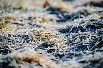 Winter wonderland, morning frost on the grass. Selective focus 