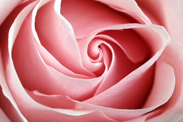 rose flower close-up, background image