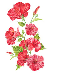 A red hibiscus flower highlighted on a white background. Watercolor tropical flower realistic colorful bouquet with hibiscus. Botany. Exotic tropical floral object for your poster, postcard design