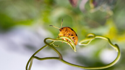 Chongqing mountain ecological insect ladybug