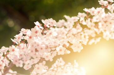 cherry blossom abstract background 
