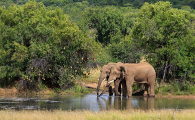 Fototapeta na wymiar Two elephants at the waterhole 2