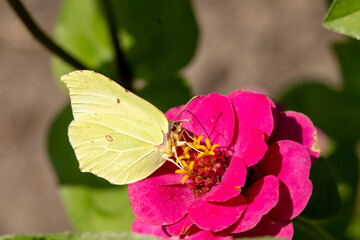 Butterfly on pink Zinnia flower with light colorful blurred bokeh background. Lemon butterfly in detail. animal themes