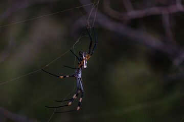 Golden orb spider during sunset in South Africa Thanda Game reserve Kwazulu Natal. savannah bush...