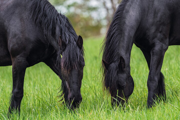 Friesian horse grazing in the meadow