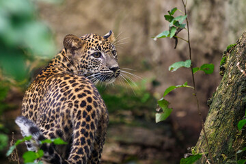 Sri Lankan leopard cub, Panthera pardus kotiya - obrazy, fototapety, plakaty