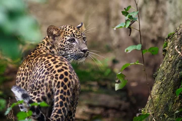 Tuinposter Sri Lankan leopard cub, Panthera pardus kotiya © Lubos Chlubny