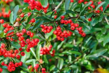 Firethorn berries. Pyracantha coccinea scarlet firethorn ornamental shrub, rosaceae evergreen shrub.