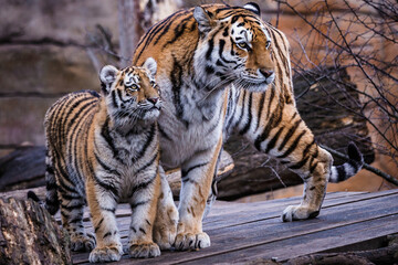 Siberian tiger with cub, Panthera tigris altaica