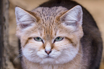 Portrait of a sand cat, Felis margarita