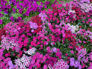 Dianthus flowers in different shades