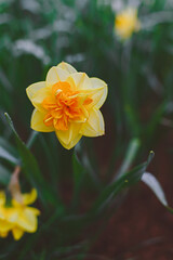 Yellow and orange double daffodil bloom Tahiti