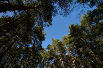 Pine trees and blue sky   