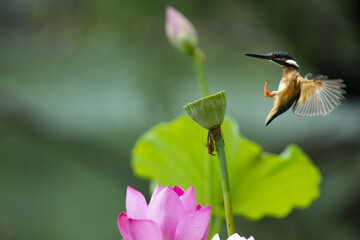natural Kingfisher and lotus in pond