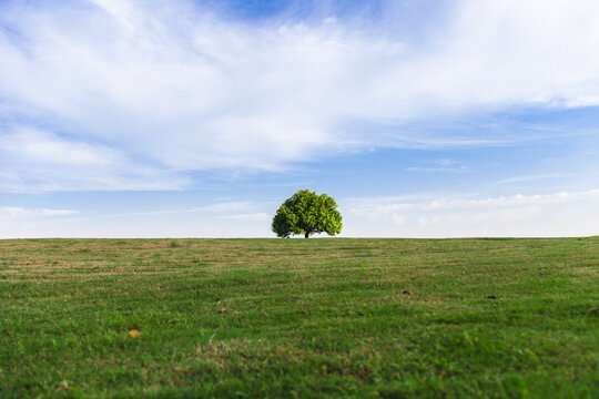 The green grassland with a big tree scenery