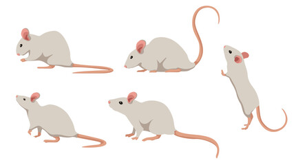 Set of white mouse in different angles and emotions in a cartoon style. Vector illustration of herbivorous animals isolated on white background.