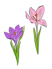 Easter flowers in cartoon style. Hand painted illustration on a white background. Design element for invitation end greeting card