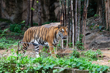 The tiger in the zoo looks at the electric wire, looking for a way out of the cage.