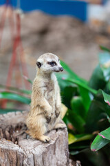 Fototapeta premium suricate, meerkat in the zoo park.