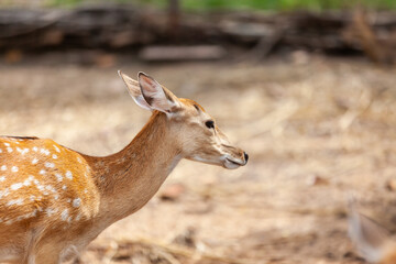 Chital, Cheetal, Spotted deer, Axis deer, National Park in Thailand.