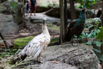 close up faces and feathers on the peacock head.