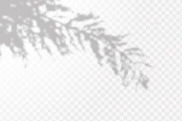 Obraz premium Realistic shadow of tropical leaves or branches on transparent checkered background. The effect of overlaying shadows. Natural light layout.
