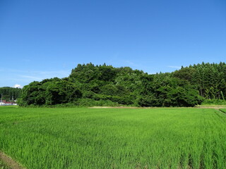 Fototapeta premium 夏の農村風景