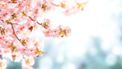 Fototapeta na wymiar Horizontal banner with Japanese Quince flowers (Chaenomeles japonica) of pink color on sunny backdrop