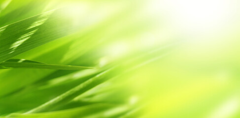 Obraz premium Sunny spring background with green grass. Horizontal summer banner with leaves on abstract greenery backdrop