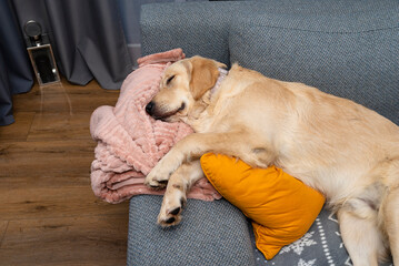 A young male golden retriever is sleeping on a couch in a home living room on yellow pillows and a...