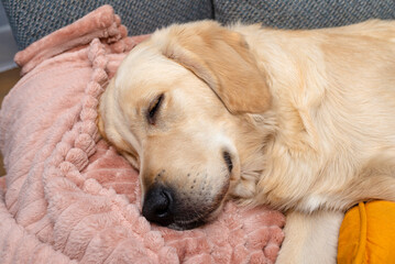 A young male golden retriever is sleeping on a couch in a home living room on yellow pillows and a blanket.