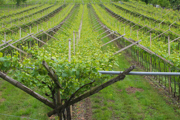 Vineyard with rows of grapevine in traditional Italian pergola form (Trentino, Italy)