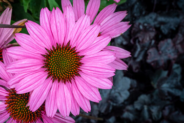 Obraz premium Wunderschöne rosa große rosa Blume für Banner oder Hintergrund
