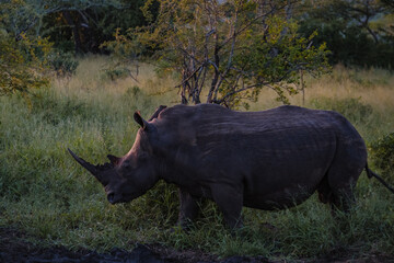 White Rhino during sunset in South Africa Thanda Game reserve Kwazulu Natal. savannah bush with white Rhino, White Rhinoceros