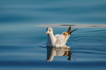 Slender-billed Gull (Chroicocephalus genei) swimming in the turquoise sea