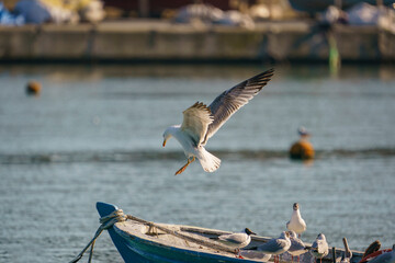 Yellow-legged Gull (Larus michahellis) about to land with wing spread