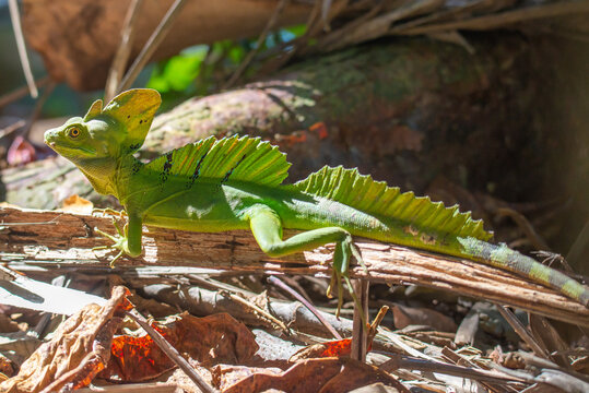 Exotic green lizard, plumed basilisk, Basiliscus plumifrons