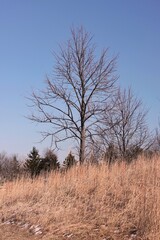 tree in the middle of nowhere