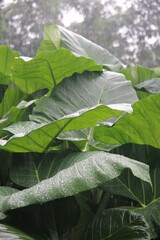 Photo of Colocasia Esculenta (taro leaves) exposed to rain, causing water droplets on the leaves