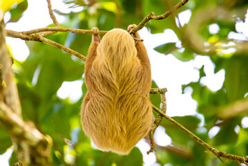 Two-toed sloth in a tree, Choloepus hoffmanni