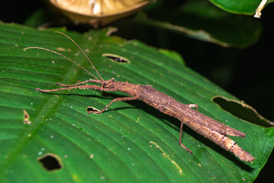 Stick-Bug Images – Browse 251 Stock Photos, Vectors, and Video | Adobe ...