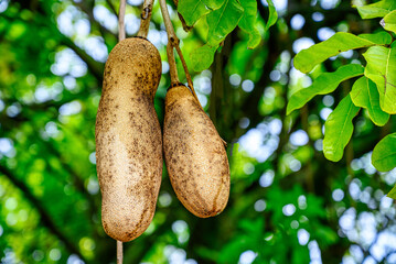 A baobab tree in the Dominica Botanical Gardens in Roseau