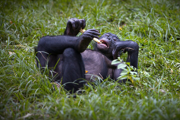 Bonobo monkey laying and eating on a field in the Democratic Republic of the Congo