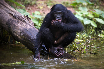 Bonobo monkey sitting near a lake in the Democratic Republic of the Congo