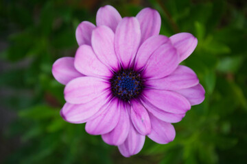 Fototapeta premium むらさきはな